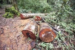 ontbossing milieu probleem met kettingzaag in actie snijdend hout - log zag houten logboeken boom in de regen Woud natuur foto
