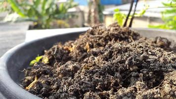 vruchtbaar bodem in zwart potten in de ochtend- foto