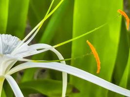 hymenocallis caribaea caraïben spin-lelie uniek wit bloem tulum Mexico. foto