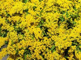 gele bloemen foto
