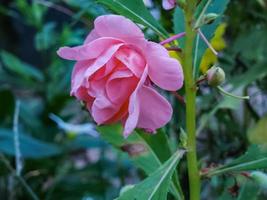 creatief lay-out genomen van de getextureerde achtergrond van groen bladeren en roze bloemen, aan het liegen vlak, met een natuurlijk concept foto