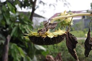 de wit bloem is genomen in een gedetailleerd positie met een natuurlijk groen blad achtergrond structuur foto