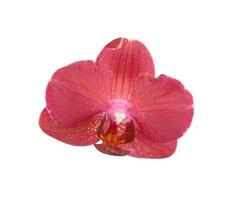 een detailopname schot van een geïsoleerd roze mot orchidee Aan een wit achtergrond foto