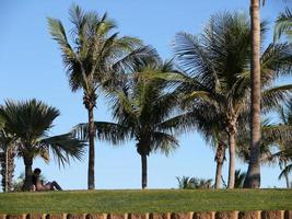 ontspannende te midden van de palm bomen door kabel strand dichtbij brommer foto