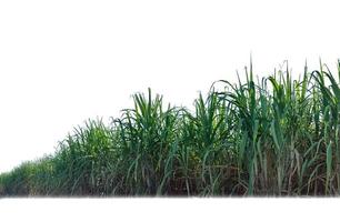 suiker riet geïsoleerd Aan wit achtergrond en knippen pad foto