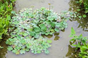 water lelie of lotus bloem in de tuin vijver foto