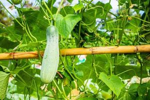 groene komkommer groeien in biologische tuin foto