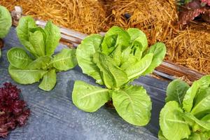 groen romain of cos sla fabriek in biologisch tuin foto