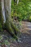 wandelen spoor Aan de dreienberg in oosten- hesse Duitsland foto