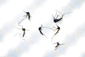muggen zijn voeden Aan menselijk huid bloed. muggen zijn dragers van dengue koorts en malaria. dengue koorts is heel heersend gedurende de regenachtig seizoen. foto