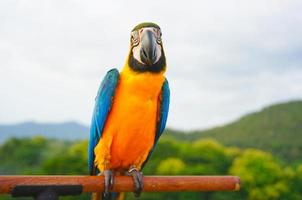 blauw-en-geel ara ara ararauna, ook bekend net zo de blauw-en-goud ara is een groot zuiden Amerikaans papegaai Aan houten baars. foto