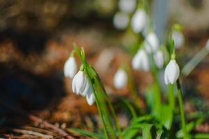 witte krokusbloem foto