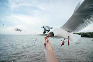 Mens hand- voeden zeemeeuw vogel. zeemeeuw vliegend naar eten voedsel van hand. foto