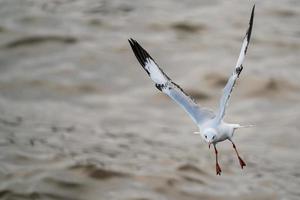 zeemeeuw vliegen, over- de oceaan. foto