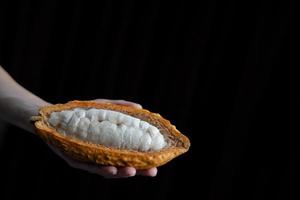 vrouw hand- Holding gesneden cacao peul met bonen binnen. vers cacao Bij plantage. foto