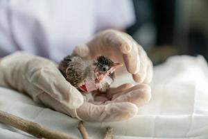 dichtbij omhoog van dierenartsen handen in chirurgisch handschoenen Holding klein vogel, na aangevallen en gewond door een kat. foto