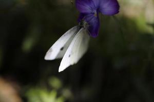 witte vlinder op bloem foto