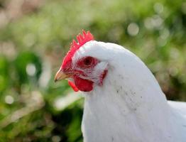 witte kip in de tuin foto