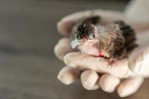 dichtbij omhoog van dierenartsen handen in chirurgisch handschoenen Holding klein vogel, na aangevallen en gewond door een kat. foto