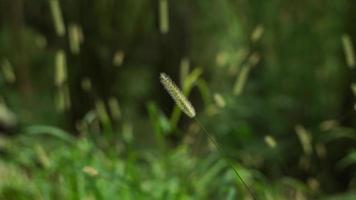 mooi wild grassen meestal optreden in de regenachtig seizoen. foto