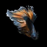 betta vis op zwarte achtergrond foto