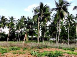 een veel van palm bomen door de kust in chennai foto