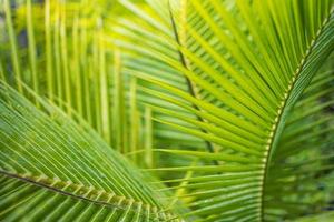 abstract detailopname van tropisch palm boom blad, exotisch natuur patroon. zonlicht, wazig groen gebladerte. ontspannende natuur visie, natuurlijk blad structuur natuur achtergrond. foto