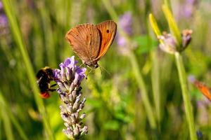 vlinder op lavendelbloemen foto