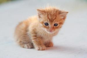 kleine kitten foto