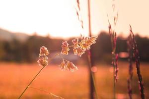 riet gras bloem blootgesteld naar avond zonlicht in de achtergrond tegen een wazig weide achtergrond, oranje toon foto. foto