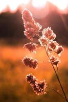 bloem onkruid blootgesteld naar avond zonlicht in de achtergrond tegen een wazig weide achtergrond, oranje toon foto. foto