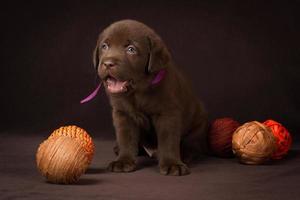 chocolade labrador puppy zittend op een bruine achtergrond