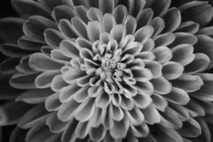 chrysanthemum geïsoleerd