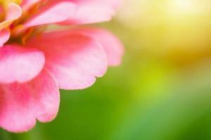 detailopname roze zinnia bloem in groen tuin natuurlijk achtergrond foto