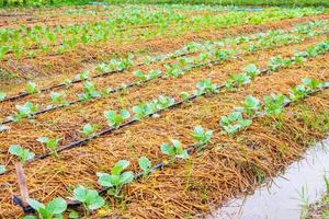 vers groen groente fabriek in biologisch tuin met water druppelen irrigatie systeem foto