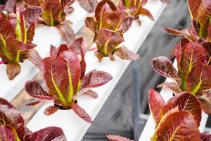 verse biologische rode bladeren sla salade plant in hydrocultuur groenten boerderij systeem foto