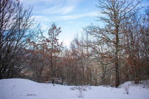 besneeuwd berg Woud met blauw lucht foto