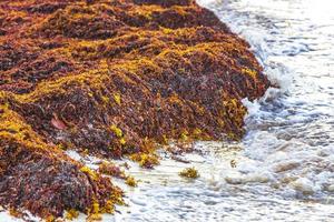 zeer walgelijk rood zeewier sargazo strand playa del carmen mexico. foto