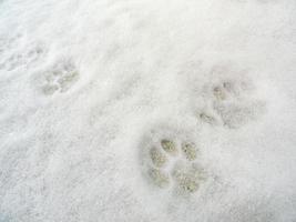 voetafdrukken voetafdrukken van dieren honden katten in sneeuw bremerhaven duitsland. foto