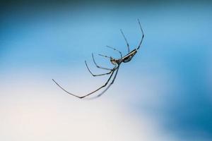 spin ondersteboven naar beneden Aan een web foto