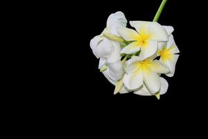 plumeria bloem geïsoleerd Aan zwart achtergrond, knipsel pad foto