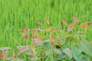 eucalyptus bladeren. tak eucalyptus boom natuur achtergrond foto