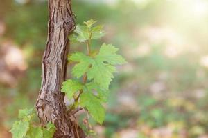 druif boom natuur foto