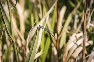 blauw libel Aan een blad foto