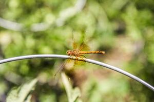 libel in tuin Aan een draad foto