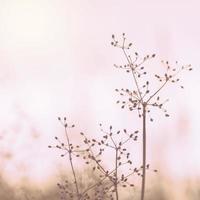 wilde bloemen herfst seizoen natuur landschap met zonsondergang foto