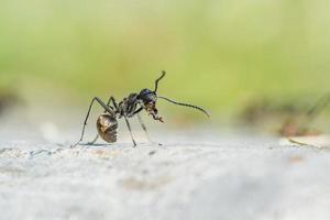 zwart mieren Aan natuur buitenshuis foto