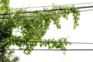 klimop planten. wijnstokken op palen op witte achtergrond foto