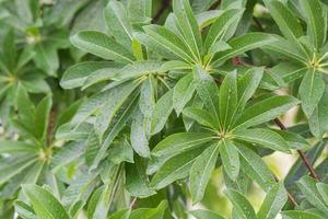 water laten vallen en groen blad structuur achtergrond foto