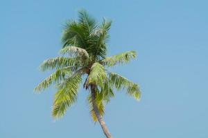 kokosnoot boom in zomer Aan blauw achtergrond foto